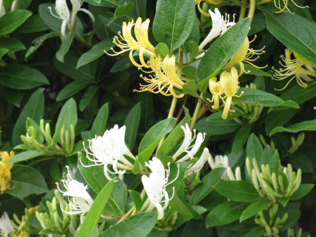 �ϥˡ����å��롦������ǥ�ʥ���������� �ϡ�����