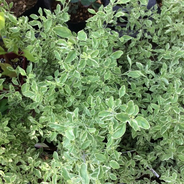 Mintbush 学名：Prostanthera rotundifolia 原産地：オーストラリア 科名：シソ科　 属名：プロスタンテラ属 開花期：3〜4月 常緑低木 ミントブッシュの珍しい斑入り葉です。斑入り葉とパープル花のコントラストが鮮やかです。 葉からミントの香りがすることから人気のミントブッシュ。パープルの小花を初夏まで咲かせてくれます。小枝に唇状のかわいい花をつけ、葉はさわやかなミントの香りを強く漂わせます。寄せ植えなどの芯に最適のカラーリーフプランツです。 育て方 適度な湿り気と腐植質に富む土壌を好みます。日向〜半日陰で水切れしないように管理して下さい。 ハーブは多肥を嫌うものが多いですが、植え付け時やお花が終わった後に肥料を適量施すと効果的です。 ハーブの肥料としては”バイオゴールドオリジナル（天然有機肥料）900g ”が使いやすく、おすすめです。ハーブ苗と同梱できます。※画像はハーブ苗のイメージです。お届けする商品ではありません。 お届けします苗は販売用のポット（12cmポット）に入れていますので、できるだけ早めにお手持ちの植木鉢かお庭に植えつけることをお勧め致します。植え付ける際は根を痛めないようにお気をつけ下さい。鉢植えの場合の植え付け後の管理の仕方をご紹介いたしますので、参考にしてみてください。植付けの仕方や育て方、利用法などご不明な点がございましたら、お気軽にお問い合わせ下さい。 鉢植えの管理について 植え付けしたあと4〜5日は直射日光のあたらない涼しいところに置いて、毎朝水やりをしてください。その後は、日当たりのよいところに置いて、土が乾いて、葉が萎えてきたら、鉢の底から流れ出るくらい水をたっぷりあげてください。 葉の色が薄くなってきたら肥料分が少なくなってきているサインですので、肥料をあげてください。 ハーブは比較的、乾燥気味を好みますので、水のやりすぎに注意してください。 花が開いているときは、花にかからないよう根元に 花に水がかかってしまうと、花の寿命が短くなります。つぼみのまま腐ったり、灰色カビ病の原因になることもありますから。なんとなく見覚えのあるという人もいるのではないでしょうか？ 大きな葉ものは、水が根元まで届いているかな？ 葉の大きいものやよく茂っているときは、葉を伝って水が外に流れるので、株の上からかけないで、ジョウロの口をはずして根元にあげてください。 受け皿にたまった水は根腐れの原因！ 受け皿に水がたまっていると、毛細管現象で水が鉢の中にあがってきます。長時間土が湿っていると、根腐れを起こす原因になります。受け皿の水は捨ててください。 葉水は霧吹きで 乾燥を嫌う植物には、霧吹きで葉水を与えます。そうでないものでも、暖房などで部屋が乾燥していたら、霧水をしてあげて空中湿度を高めます。