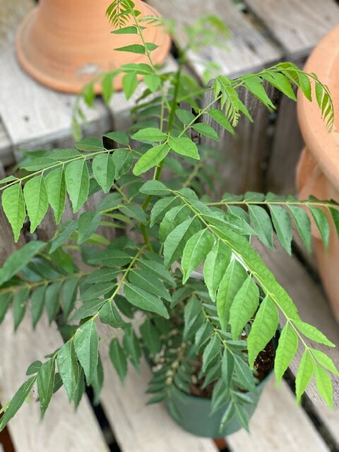 カレーリーフ ハーブ苗 お料理用 7号鉢