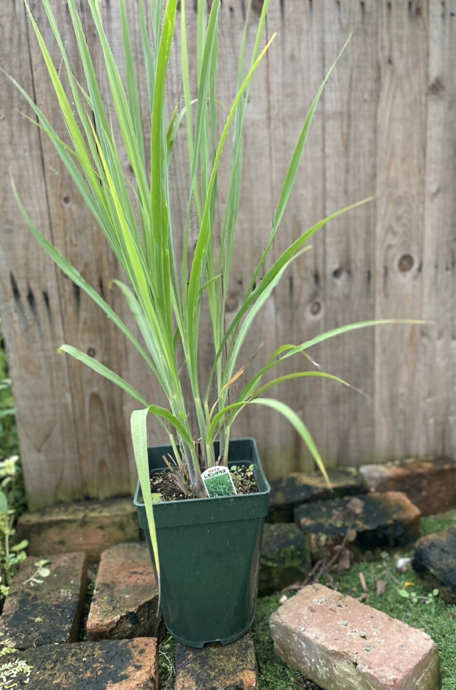 ���󥰥饹 �ϡ����� �ȥ��९�� �ϡ��֥ƥ�����