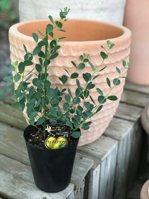 �桼���ꡦ�桼���ꡦ�����֥��ƥꥢ�� ���ϡ����� ��12cm�ݥå�