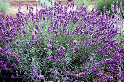 Lavandula angustifolia ’Imperial Gem’ 黒紫色の多花性。花穂が長くしっかりしていて香りがよいです。 花壇や鉢植えに適しています。 イングリッシュ系のラベンダーです。 ※イングリッシュ系のラベンダー 『イングリッシュラベンダー』、『コモンラベンダー』、『トゥルーラベンダー』 『真性ラベンダー』と呼ばれるのが、このイングリッシュ系のラベンダーです。 原生地は地中海沿岸の海抜1000m以上の高地で、花茎の先のほうにとても小さな紫色の花を 穂状にたくさんつけます。 ハーブは多肥を嫌うものが多いですが、植え付け時やお花が終わった後に肥料を適量施すと効果的です。 ハーブの肥料としては”バイオゴールドオリジナル（天然有機肥料）900g ”が使いやすく、おすすめです。ハーブ苗と同梱できます。※画像はハーブ苗のイメージです。お届けする商品ではありません。 お届けします苗は販売用のポット（直径9cm）に入れていますので、できるだけ早めにお手持ちの植木鉢かお庭に植えつけることをお勧め致します。植え付ける際は根を痛めないようにお気をつけ下さい。鉢植えの場合の植え付け後の管理の仕方をご紹介いたしますので、参考にしてみてください。植付けの仕方や育て方、利用法などご不明な点がございましたら、お気軽にお問い合わせ下さい。 鉢植えの管理について 植え付けしたあと4〜5日は直射日光のあたらない涼しいところに置いて、毎朝水やりをしてください。その後は、日当たりのよいところに置いて、土が乾いて、葉が萎えてきたら、鉢の底から流れ出るくらい水をたっぷりあげてください。 葉の色が薄くなってきたら肥料分が少なくなってきているサインですので、肥料をあげてください。 ハーブは比較的、乾燥気味を好みますので、水のやりすぎに注意してください。 花が開いているときは、花にかからないよう根元に 花に水がかかってしまうと、花の寿命が短くなります。つぼみのまま腐ったり、灰色カビ病の原因になることもありますから。なんとなく見覚えのあるという人もいるのではないでしょうか？ 大きな葉ものは、水が根元まで届いているかな？ 葉の大きいものやよく茂っているときは、葉を伝って水が外に流れるので、株の上からかけないで、ジョウロの口をはずして根元にあげてください。 受け皿にたまった水は根腐れの原因！ 受け皿に水がたまっていると、毛細管現象で水が鉢の中にあがってきます。長時間土が湿っていると、根腐れを起こす原因になります。受け皿の水は捨ててください。 葉水は霧吹きで 乾燥を嫌う植物には、霧吹きで葉水を与えます。そうでないものでも、暖房などで部屋が乾燥していたら、霧水をしてあげて空中湿度を高めます。