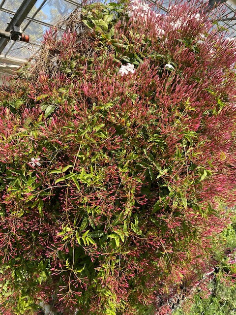 �ϥ����⥸�㥹�ߥ� �ϡ����� ������ �ĥ�ޥĥ� 9cm�ݥå�