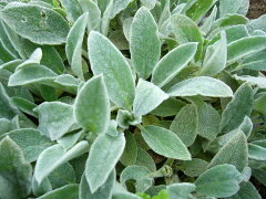 https://thumbnail.image.rakuten.co.jp/@0_mall/ogafarm/cabinet/herb/lambs-ear.jpg