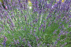 https://thumbnail.image.rakuten.co.jp/@0_mall/ogafarm/cabinet/herb/lavender-grs.jpg