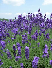 https://thumbnail.image.rakuten.co.jp/@0_mall/ogafarm/cabinet/herb/lavender_okamurasaki.jpg