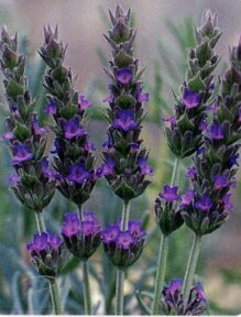 ラベンダー・スイートハーブ苗