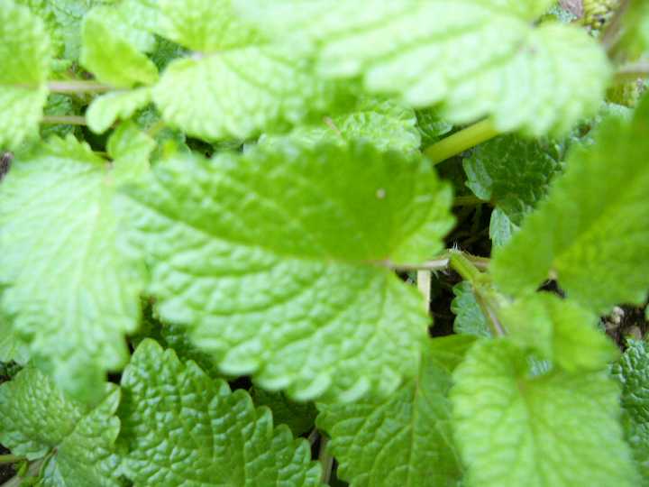 レモンバーム　ハーブ苗　メリッサ　Lemon Balm　　ハーブティー用　9cmポット