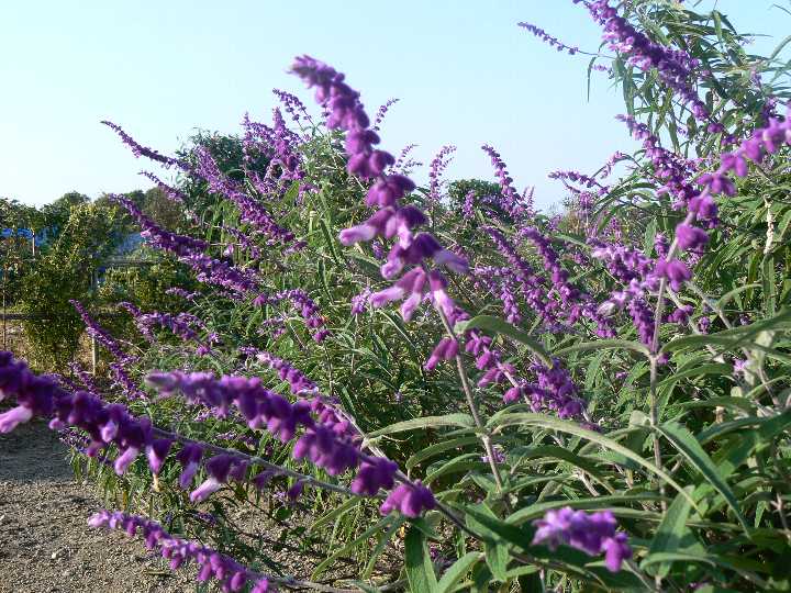 MexicanBush Sage 学名：Salvia leucantha シソ科　サルビア属　多年草 葉は細長く、少しグレーがかっています。萼はピロードのような美しい紫色で、紫色の花を咲かせます。 紫色の萼に白っぽい花をつけるものもあります。 【栽培】 場所：日当たりと水はけがよく、乾燥しているところを好みます。 土：軽い乾燥した土を好みます。 水やりは控えめに。 ハーブは多肥を嫌うものが多いですが、植え付け時やお花が終わった後に肥料を適量施すと効果的です。 ハーブの肥料としては”バイオゴールドオリジナル（天然有機肥料）900g ”が使いやすく、おすすめです。ハーブ苗と同梱できます。 ～ハーブ苗・クリスマスローズ・宿根草及び一年草をお買い上げのお客様へ～ 商品代金は配送料を一部含んだ価格です。 ご購入手続き頂いた後、お買い上げ金額に応じて下記の通り金額調整を行います。 ご注文確定後、店舗より送られるご注文確認メールにてご確認ください。 お買い上げ金額 調整金額 7,000円～7,999円 -500円 8,000円～9,999円 -1,000円 10,000円～11,999円 -1,500円 12,000円～14,999円 -2,000円 15,000円～17,999円 -3,000円 18,000円～20,999円 -4,000円 21,000円～23,999円 -5,000円 24,000円～26,999円 -6,000円 27,000円～ -7,000円 ※バラ苗、クレマチス苗、培養土などを一緒にご注文頂いた場合は対象外となります。 あらかじめご了承ください。※画像はハーブ苗のイメージです。お届けする商品ではありません。 お届けします苗は販売用のポット（直径9cm）に入れていますので、できるだけ早めにお手持ちの植木鉢かお庭に植えつけることをお勧め致します。植え付ける際は根を痛めないようにお気をつけ下さい。鉢植えの場合の植え付け後の管理の仕方をご紹介いたしますので、参考にしてみてください。植付けの仕方や育て方、利用法などご不明な点がございましたら、お気軽にお問い合わせ下さい。 鉢植えの管理について 植え付けしたあと4〜5日は直射日光のあたらない涼しいところに置いて、毎朝水やりをしてください。その後は、日当たりのよいところに置いて、土が乾いて、葉が萎えてきたら、鉢の底から流れ出るくらい水をたっぷりあげてください。 葉の色が薄くなってきたら肥料分が少なくなってきているサインですので、肥料をあげてください。 ハーブは比較的、乾燥気味を好みますので、水のやりすぎに注意してください。 花が開いているときは、花にかからないよう根元に 花に水がかかってしまうと、花の寿命が短くなります。つぼみのまま腐ったり、灰色カビ病の原因になることもありますから。なんとなく見覚えのあるという人もいるのではないでしょうか？ 大きな葉ものは、水が根元まで届いているかな？ 葉の大きいものやよく茂っているときは、葉を伝って水が外に流れるので、株の上からかけないで、ジョウロの口をはずして根元にあげてください。 受け皿にたまった水は根腐れの原因！ 受け皿に水がたまっていると、毛細管現象で水が鉢の中にあがってきます。長時間土が湿っていると、根腐れを起こす原因になります。受け皿の水は捨ててください。 葉水は霧吹きで 乾燥を嫌う植物には、霧吹きで葉水を与えます。そうでないものでも、暖房などで部屋が乾燥していたら、霧水をしてあげて空中湿度を高めます。