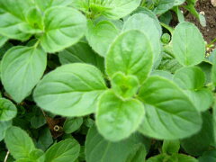 https://thumbnail.image.rakuten.co.jp/@0_mall/ogafarm/cabinet/herb/oregano.jpg