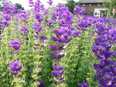 ペインテッドセージ（紫） ハーブ苗