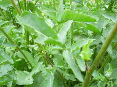 https://thumbnail.image.rakuten.co.jp/@0_mall/ogafarm/cabinet/herb/rocket.jpg