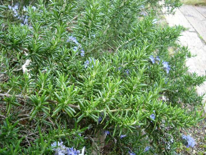 ローズマリーの育て方 地植え ベランダ 室内それぞれの育て方をプロが解説 失敗しない挿し木の方法も 農業 ガーデニング 園芸 家庭菜園マガジン Agri Pick