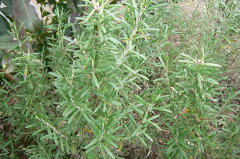 https://thumbnail.image.rakuten.co.jp/@0_mall/ogafarm/cabinet/herb/rosemary_rosea.jpg