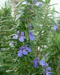 https://thumbnail.image.rakuten.co.jp/@0_mall/ogafarm/cabinet/herb/rosemary_toscanblue.jpg