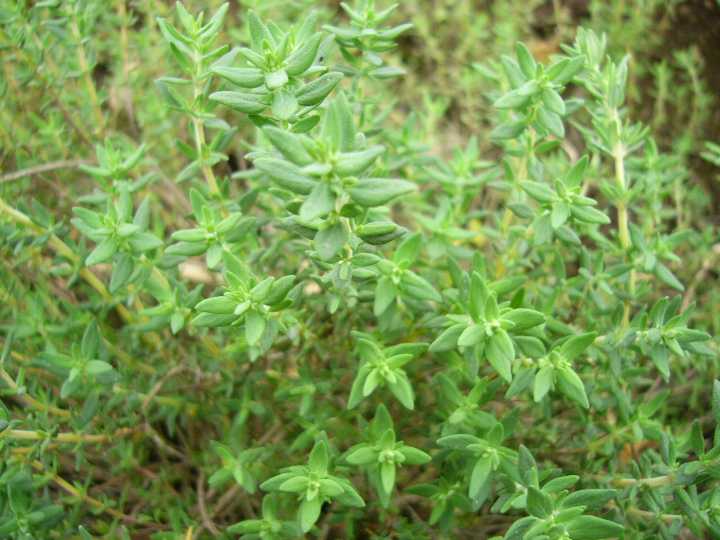 タイムの育て方 植物ノート