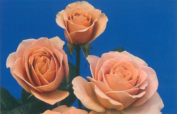 ���ե�����ơ����ġ�7��ȭ���� �͵��餭���طϡʥϥ��֥�åɥƥ����������� �Х��� �����ӿ建�� ��Ͽ�ʼ��