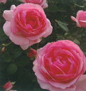 ヒストリー（大苗）7号鉢植え　　ピンク　四季咲き大輪系（ハイブリッドティーローズ）　バラ苗 - 大神ファーム