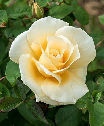 イエロー・クィーン・エリザベス（大苗予約）7号鉢植え 四季咲き大輪系（ハイブリッドティーローズ） ..