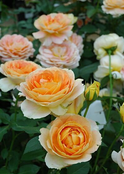 キャラメル・アンティーク（大苗）7号鉢植え 四季咲き大輪系（ハイブリッドティーローズ） バラ苗 《農林水産省 登録品種》