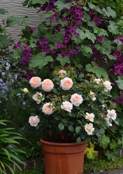 �����ǥ󡦥��֡��������������ġ�7��ȭ���� �͵��餭����˼�餭�ϡʥե���Х���������˥��ץ졼�餭 �Х��� �����ӿ建�� ��Ͽ�ʼ��