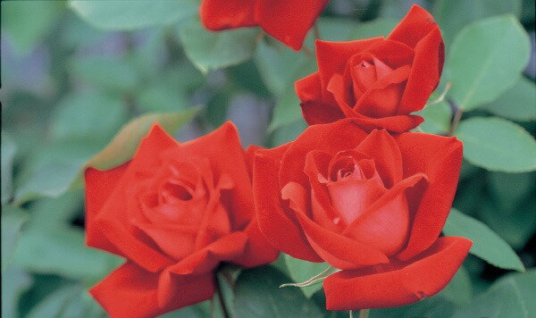 宴（大苗予約）7号鉢植え 四季咲き大輪系（ハイブリッドティーローズ） バラ苗