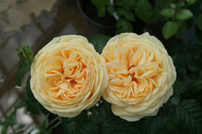 ティップン・トップ（大苗予約）7号鉢植え 四季咲き大輪系（ハイブリッドティーローズ） バラ苗 《農林..