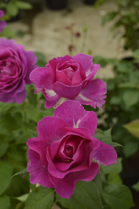 オドゥール・ダム—ル（大苗）7号鉢植え 四季咲き大輪系（ハイブリッドティーローズ） バラ苗 《農林水産省 登録品種》