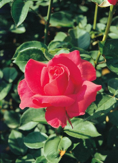 恋心（大苗）7号鉢植え 四季咲き大輪系（ハイブリッドティーローズ） バラ苗