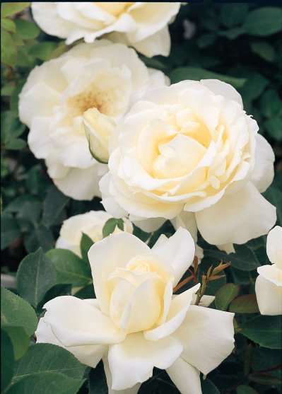 Rakuten - 正雪（大苗）7号鉢植え 四季咲き大輪系（ハイブリッドティーローズ） バラ苗