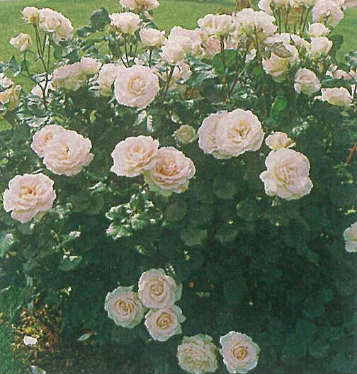 ヨハン・シュトラウス（大苗予約）7号鉢植え 四季咲き大輪系（ハイブリッドティーローズ） バラ苗