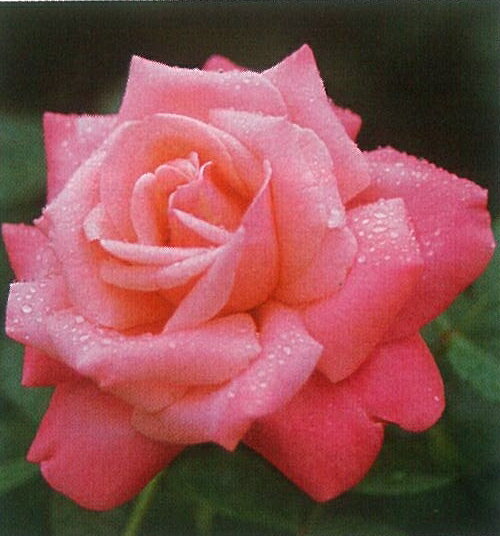 ステファニー・ドゥ・モナコ（大苗予約）7号鉢植え 四季咲き大輪系（ハイブリッドティーローズ） バラ苗