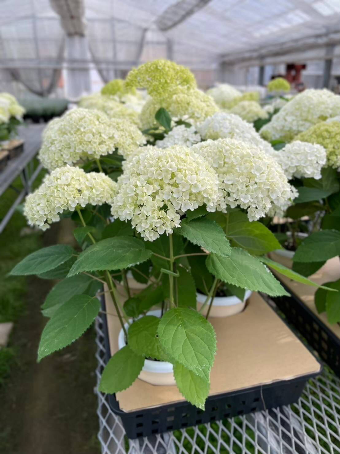 Hydrangea - アジサイ・アナベル　’ルミナ’　耐寒性落葉低木　6号鉢