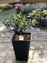 オリーブ ’コロネイキ’ 果樹 7号鉢植え