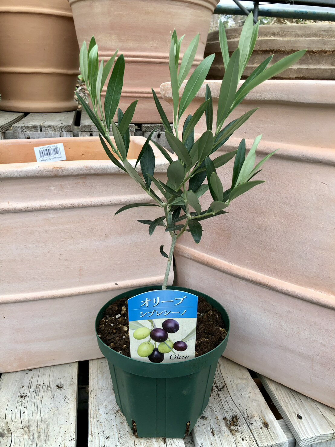 楽天市場】オリーブ 鉢植え シプレッシーノの通販