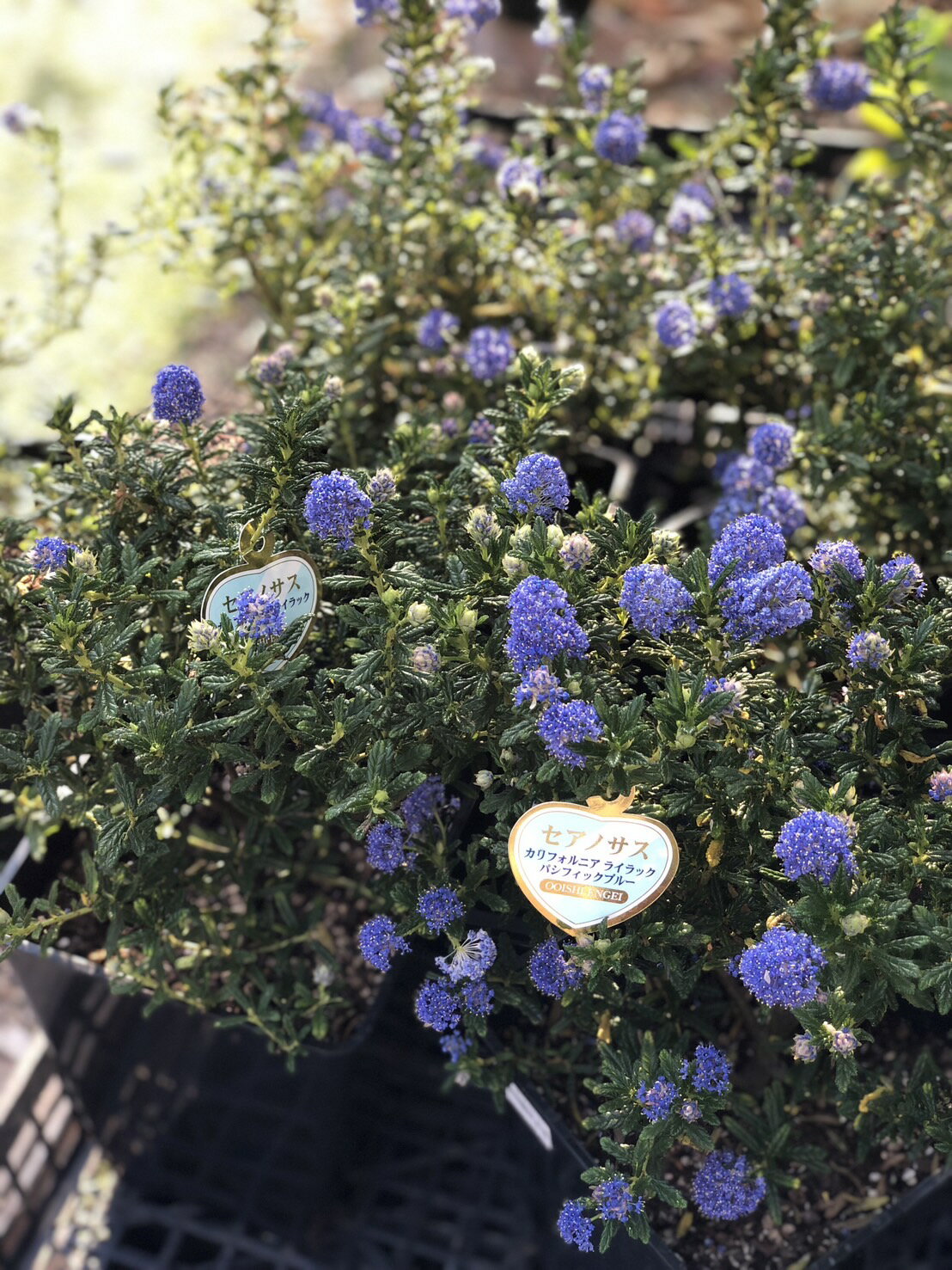 Rakuten - セアノサス　’カリフォルニアライラック’　常緑低木　青花　7号鉢植え