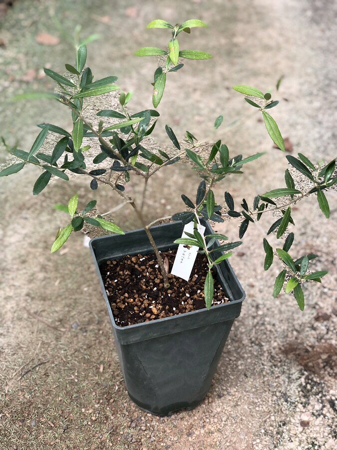 Olive ‘Arbechina' オリーブ ‘アルベルキーナ’ 形態：耐寒性常緑高木 科名：モクセイ科 樹高：庭植えで5〜10m 用途：鉢植え、庭植え 原産国：スペイン お届け時の高さ：30〜40cm 樹形や風に揺れる葉が美しい人気の常緑樹。 シンボルツリーにも最適です。 スペイン産の大変珍しいオリーブ品種。 コンパクトな葉が密に育ち、果実も小型です。 発芽性もよく、刈込むと密な樹形になります。 ハーブ苗・宿根草の肥料としては”バイオゴールドオリジナル（天然有機肥料）900g”が使いやすく、おすすめです。ハーブ苗・宿根草と同梱できます。※画像は苗のイメージです。お届けする商品ではありません。 お届けします苗は販売用のポット（直径10.5cm）に入れていますので、できるだけ早めにお手持ちの植木鉢かお庭に植えつけることをお勧め致します。植え付ける際は根を痛めないようにお気をつけ下さい。鉢植えの場合の植え付け後の管理の仕方をご紹介いたしますので、参考にしてみてください。植付けの仕方や育て方、利用法などご不明な点がございましたら、お気軽にお問い合わせ下さい。 鉢植えの管理について 植え付けしたあと4〜5日は直射日光のあたらない涼しいところに置いて、毎朝水やりをしてください。その後は、日当たりのよいところに置いて、土が乾いて、葉が萎えてきたら、鉢の底から流れ出るくらい水をたっぷりあげてください。 葉の色が薄くなってきたら肥料分が少なくなってきているサインですので、肥料をあげてください。 ハーブは比較的、乾燥気味を好みますので、水のやりすぎに注意してください。 花が開いているときは、花にかからないよう根元に 花に水がかかってしまうと、花の寿命が短くなります。つぼみのまま腐ったり、灰色カビ病の原因になることもありますから。なんとなく見覚えのあるという人もいるのではないでしょうか？ 大きな葉ものは、水が根元まで届いているかな？ 葉の大きいものやよく茂っているときは、葉を伝って水が外に流れるので、株の上からかけないで、ジョウロの口をはずして根元にあげてください。 受け皿にたまった水は根腐れの原因！ 受け皿に水がたまっていると、毛細管現象で水が鉢の中にあがってきます。長時間土が湿っていると、根腐れを起こす原因になります。受け皿の水は捨ててください。 葉水は霧吹きで 乾燥を嫌う植物には、霧吹きで葉水を与えます。そうでないものでも、暖房などで部屋が乾燥していたら、霧水をしてあげて空中湿度を高めます。