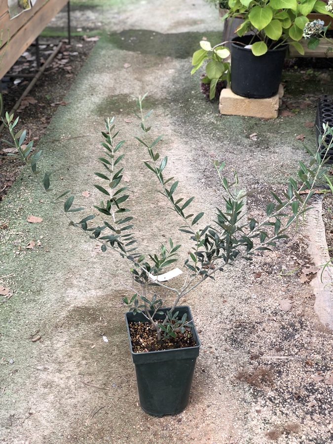 オリーブ・マンザニロ 　果樹　 7号鉢植え
