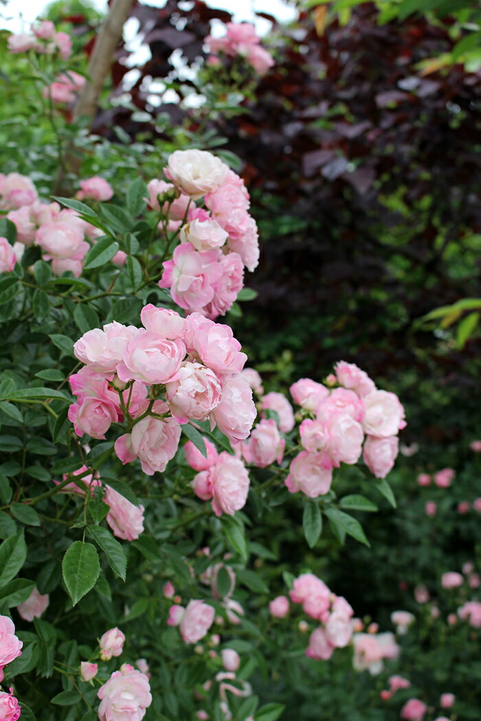玉鬘 たまかずら（大苗予約）7号鉢植え クライミングポリアンサ 河合伸志 バラ苗 《契約品種》