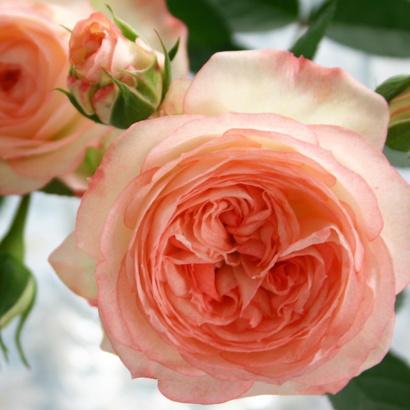 ミニバラ’ラブリーモア’7号鉢植え...