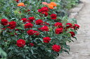 Ruby Cerebration(Peawinner) 花色：濃赤色香り：☆☆★　四季咲き花形：丸弁平咲き　系統：フロリバンダ花径：中輪（6cm） 樹高：H1.0m×0.9m1998年 光沢のある濃赤色で、低温期は黒味を増し、特に蕾は真っ黒になる。花は数輪から大きめの房咲きになり、花付きが良い。花持ちもとても良く、花弁質が優れているため雨でも傷まず、鑑賞期間が長い。半直立性のコンパクトな株で、美しい姿にまとまり、鉢植えにも理想的。樹勢が強く、耐病性に優れ、暑さ寒さにも強いガーデン・ローズの秀作。オーストラリア国営ローズ・トライアルで銀賞を受賞。 ※新苗について 12月頃に接木をした苗です。7号ローズポット（対角線の長さが21cm・高さ25cmの角鉢）にバラ用土を使って植えつけた状態でのお届けです。今年いっぱいは植え替えをしなくても大丈夫です。 鉢植えにしていますので、初心者の方でも安心して育てられます。品種によっては蕾つきのものもあります。 一番花は咲かせても大丈夫ですが、その後は株を充実させるために秋までお花は咲かせないほうがいいでしょう。 植え付けには大神ファームが自信をもっておすすめできるオリジナルのバラ専用土を使用しています。直接根にあたっても問題のないタイプの元肥も適量混ぜ込んでいますので、長期間ゆっくりと肥料効果が持続しますが、追肥は必要です。 大神ファームでは”バイオゴールドセレクション薔薇（天然活性肥料）”という肥料をおすすめしてます。 バラ苗と一緒にご注文いただければ、同梱致しますので送料がお得です。 ◆バイオゴールドセレクション薔薇（天然活性肥料） ★★使い方★★ 土の上にパラパラまき、粒が溶け形が見えなくなったらふたたびまきます（目安：約1ヵ月後） 与える時期の目安は、芽が膨らみはじめる早春から生育期の間です。バラが葉を落としている冬の間は追肥はお休みします。 ●庭植え：50?100粒／株を株元から30?40cm離して円を描くようにばらまいて、表面の土に軽く混ぜ込むその後、水をたっぷりと与える ●鉢植え：7号鉢で約25粒　8号鉢で約30粒 お庭に植えつける場合は元肥を混ぜ込むと生育が違います！ ◆バイオゴールドクラシック元肥（天然活性肥料） ★★使い方★★ 基本は、植え付け・植え替え時に土全体と良く混ぜるだけです。 花壇や菜園など広い範囲に植えるときなど土全体と混ぜられない場合は、植え穴に入れるだけでもOK。 既に植えてある地植えの樹木・果樹・バラなどは、適期に根を切りながら穴を掘り、その土とよく混ぜ合わせてお使いください。 ●使用時期：植えつけ、植え替え時 ●庭植え：200?500g／株を植えつける土に混ぜ込む 　植えつけ済みの場合は株のまわりに株元から30?40cm離して円形に深さ10?20cmの溝を掘って、良質の堆肥（牛ふんや腐葉土）及び土と混ぜ、水をたっぷりと与える ●鉢植え：植えつける土に混ぜ込み、植えつけ後たっぷりと水を与える。量は8号鉢で100g 【大神ファームオリジナルのバラ専用土】 赤玉土と鹿沼土をベースにピートモスやココチップ、くん炭などの植物性堆肥の他、動物性堆肥（完熟馬糞）を加えています。保水性・保肥力・排水性などバラの生育にとって大切な要素を十分に考えぬいた配合です。また、天然鉱物であるゼオライトを適量混ぜ込むことで肥料の流亡を防ぎ、窒素、リン、カリウムなどの栄養分を吸着し保肥力を高めています。 ※商品代金には送料1,600円（税込1,760円））が含まれています。 バラ苗は一箱に2本まで入ります。バラ苗を2本以上お買い上げいただいた場合は送料を差し引いた金額に変更し、改めて再計算した確認メールを送ります。