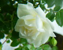 アルベリック・バルビエ（大苗）7号鉢植え　つるバラ　　オールドローズ（アンティークローズ）　バラ苗