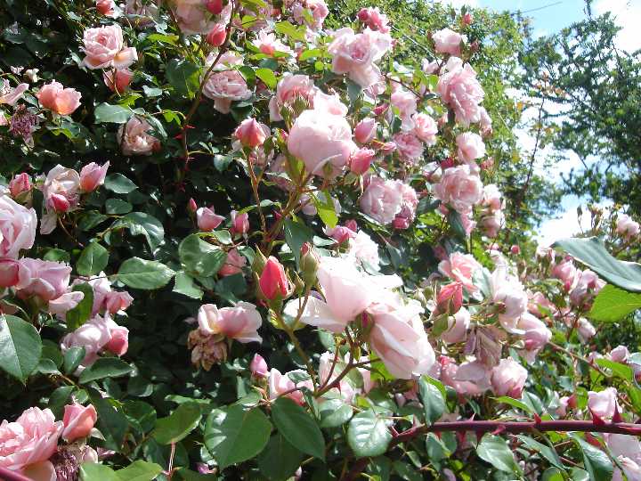 Albertine 系統：ランブラーローズ 花色：サーモンピンク　香り★★☆　一季咲き 八重カップ咲きの中輪花です。 樹勢は強く、トゲを持つ枝は太く壁面やフェンスには最適です。 別名：アルバータイン ※新苗について 7号ローズポット（対角線の長さが21cm・高さ25cmの角鉢）にバラ用土を使って植えつけた状態でのお届けです。今年いっぱいは植え替えをしなくても大丈夫です。 鉢植えにしていますので、初心者の方でも安心して育てられます。品種によっては蕾つきのものもあります。 一番花は咲かせても大丈夫ですが、その後は株を充実させるために秋までお花は咲かせないほうがいいでしょう。 植え付けには大神ファームが自信をもっておすすめできるオリジナルのバラ専用土を使用しています。直接根にあたっても問題のないタイプの元肥も適量混ぜ込んでいますので、長期間ゆっくりと肥料効果が持続しますが、追肥は必要です。 大神ファームでは”バイオゴールドセレクション薔薇（天然活性肥料）”という肥料をおすすめしてます。 バラ苗と一緒にご注文いただければ、同梱致しますので送料がお得です。 ◆バイオゴールドセレクション薔薇（天然活性肥料） ★★使い方★★ 土の上にパラパラまき、粒が溶け形が見えなくなったらふたたびまきます（目安：約1ヵ月後） 与える時期の目安は、芽が膨らみはじめる早春から生育期の間です。バラが葉を落としている冬の間は追肥はお休みします。 ●庭植え：50?100粒／株を株元から30?40cm離して円を描くようにばらまいて、表面の土に軽く混ぜ込むその後、水をたっぷりと与える ●鉢植え：7号鉢で約25粒　8号鉢で約30粒 お庭に植えつける場合は元肥を混ぜ込むと生育が違います！ ◆バイオゴールドクラシック元肥（天然活性肥料） ★★使い方★★ 基本は、植え付け・植え替え時に土全体と良く混ぜるだけです。 花壇や菜園など広い範囲に植えるときなど土全体と混ぜられない場合は、植え穴に入れるだけでもOK。 既に植えてある地植えの樹木・果樹・バラなどは、適期に根を切りながら穴を掘り、その土とよく混ぜ合わせてお使いください。 ●使用時期：植えつけ、植え替え時 ●庭植え：200?500g／株を植えつける土に混ぜ込む 　植えつけ済みの場合は株のまわりに株元から30?40cm離して円形に深さ10?20cmの溝を掘って、良質の堆肥（牛ふんや腐葉土）及び土と混ぜ、水をたっぷりと与える ●鉢植え：植えつける土に混ぜ込み、植えつけ後たっぷりと水を与える。量は8号鉢で100g 【大神ファームオリジナルのバラ専用土】 赤玉土と鹿沼土をベースにピートモスやココチップ、くん炭などの植物性堆肥の他、動物性堆肥（完熟馬糞）を加えています。保水性・保肥力・排水性などバラの生育にとって大切な要素を十分に考えぬいた配合です。また、天然鉱物であるゼオライトを適量混ぜ込むことで肥料の流亡を防ぎ、窒素、リン、カリウムなどの栄養分を吸着し保肥力を高めています。 ※商品代金には送料1,600円（税込1,760円）が含まれています。 2本以上ご注文頂いた場合は重複する送料を調整いたします。オールドローズ Antique Roses 中世やボッティチエリの絵画に描かれていたような優美でクラシックなバラです。ヨーロッパの庭でひっそりと生き残り現代に甦りました。モダンローズに失われた上品で馥郁たる香り、色と形の多彩さ、優雅な花姿など魅力はつきません。丈夫で手がかからないのも特徴です。