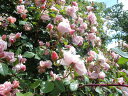 アルベルティーヌ（大苗）7号鉢植え　つるバラ　　オールドローズ（アンティークローズ）　バラ苗 - 大神ファーム