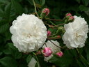Felicite et Perpetue 系統：ノアゼット 花色：白　香り★★★　一季咲き 八重の花が大きな房咲きになります。 非常に枝数が多く、細い枝が長く伸びて枝垂れ、横張りの樹形となります。 壁面への利用が最も美しいです。 ※新苗について 7号ローズポット（対角線の長さが21cm・高さ25cmの角鉢）にバラ用土を使って植えつけた状態でのお届けです。今年いっぱいは植え替えをしなくても大丈夫です。 鉢植えにしていますので、初心者の方でも安心して育てられます。品種によっては蕾つきのものもあります。 一番花は咲かせても大丈夫ですが、その後は株を充実させるために秋までお花は咲かせないほうがいいでしょう。 植え付けには大神ファームが自信をもっておすすめできるオリジナルのバラ専用土を使用しています。直接根にあたっても問題のないタイプの元肥も適量混ぜ込んでいますので、長期間ゆっくりと肥料効果が持続しますが、追肥は必要です。 大神ファームでは”バイオゴールドセレクション薔薇（天然活性肥料）”という肥料をおすすめしてます。 バラ苗と一緒にご注文いただければ、同梱致しますので送料がお得です。 ◆バイオゴールドセレクション薔薇（天然活性肥料） ★★使い方★★ 土の上にパラパラまき、粒が溶け形が見えなくなったらふたたびまきます（目安：約1ヵ月後） 与える時期の目安は、芽が膨らみはじめる早春から生育期の間です。バラが葉を落としている冬の間は追肥はお休みします。 ●庭植え：50~100粒／株を株元から30?40cm離して円を描くようにばらまいて、表面の土に軽く混ぜ込むその後、水をたっぷりと与える ●鉢植え：7号鉢で約25粒　8号鉢で約30粒 お庭に植えつける場合は元肥を混ぜ込むと生育が違います！ ◆バイオゴールドクラシック元肥（天然活性肥料） ★★使い方★★ 基本は、植え付け・植え替え時に土全体と良く混ぜるだけです。 花壇や菜園など広い範囲に植えるときなど土全体と混ぜられない場合は、植え穴に入れるだけでもOK。 既に植えてある地植えの樹木・果樹・バラなどは、適期に根を切りながら穴を掘り、その土とよく混ぜ合わせてお使いください。 ●使用時期：植えつけ、植え替え時 ●庭植え：200~500g／株を植えつける土に混ぜ込む 　植えつけ済みの場合は株のまわりに株元から30~40cm離して円形に深さ10?20cmの溝を掘って、良質の堆肥（牛ふんや腐葉土）及び土と混ぜ、水をたっぷりと与える ●鉢植え：植えつける土に混ぜ込み、植えつけ後たっぷりと水を与える。量は8号鉢で100g 【大神ファームオリジナルのバラ専用土】 赤玉土と鹿沼土をベースにピートモスやココチップ、くん炭などの植物性堆肥の他、動物性堆肥（完熟馬糞）を加えています。保水性・保肥力・排水性などバラの生育にとって大切な要素を十分に考えぬいた配合です。また、天然鉱物であるゼオライトを適量混ぜ込むことで肥料の流亡を防ぎ、窒素、リン、カリウムなどの栄養分を吸着し保肥力を高めています。 ※商品代金には送料1,600円（税込1,760円）が含まれています。 バラ苗は一箱に2本まで入ります。バラ苗を2本以上お買い上げいただいた場合は送料を差し引いた金額に変更し、改めて再計算した確認メールを送ります。オールドローズ Antique Roses 中世やボッティチエリの絵画に描かれていたような優美でクラシックなバラです。ヨーロッパの庭でひっそりと生き残り現代に甦りました。モダンローズに失われた上品で馥郁たる香り、色と形の多彩さ、優雅な花姿など魅力はつきません。丈夫で手がかからないのも特徴です。
