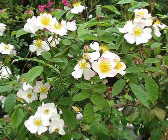 フランシス・E・レクター（新苗）7号鉢植え　つるバラ　　オールドローズ（アンティークローズ）　バラ苗