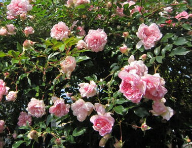 フランソワ・ジュランビル（大苗）7号鉢植え　つるバラ　　オールドローズ（アンティークローズ）　ランブラーローズ　バラ苗
