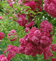 ドロシー・パーキンス（大苗予約） 7号鉢植え つるバラ オールドローズ（アンティークローズ） バラ苗