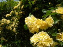 モッコウバラ（黄色）（大苗）　7号鉢植え　つるバラ　　オールドローズ（アンティークローズ）　バラ苗