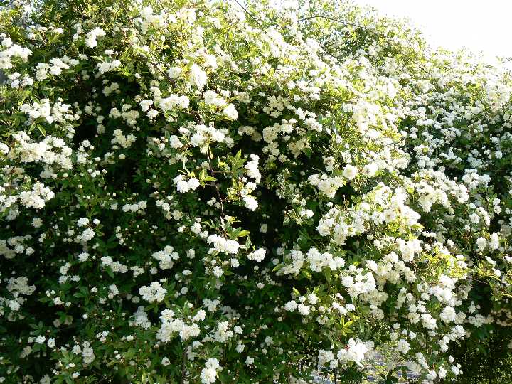 モッコウバラ（白色）（大苗）　7号鉢植え　つるバラ　　オールドローズ（アンティークローズ）　バラ苗